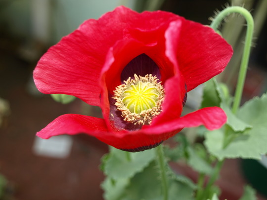 Poppy