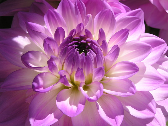Dahlia