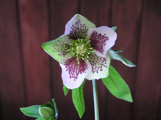 Helleborus