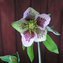 Helleboras