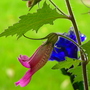 Chinese_foxglove