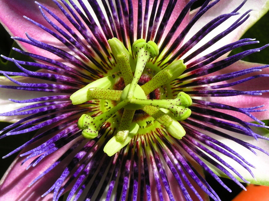 Passion Vine (passiflora)