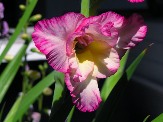 Gladiola