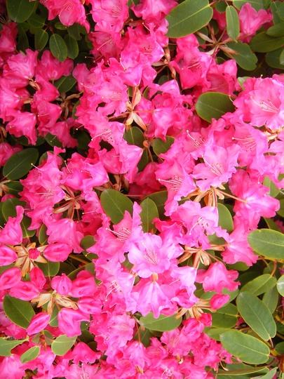 A garden flower photo
