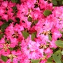 Picture_1441