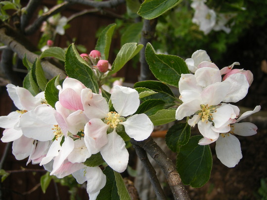 Apple Blossom In May.