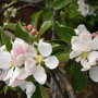 Apple Blossom In May.