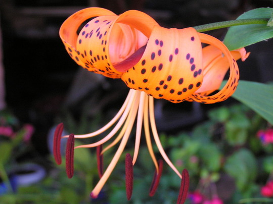 Tiger lily (lillium tigrinum)