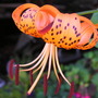 Tiger_lily_2
