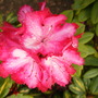 Picture_1425