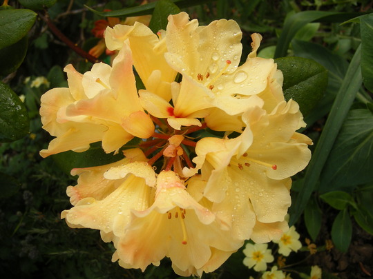 A garden flower photo