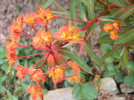 Euphorbia.