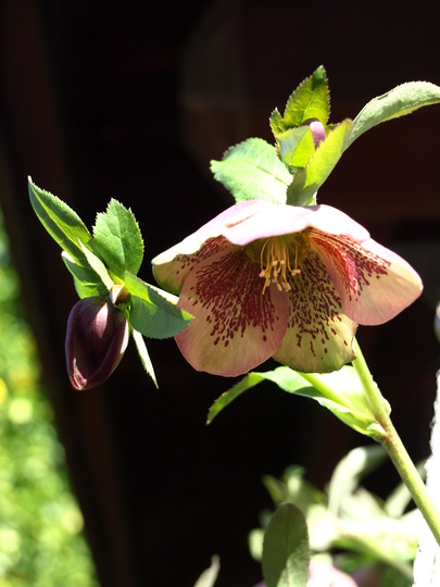 hanging helleborus