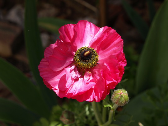 Anenome