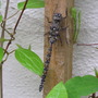 Honeyshot_dragonfly