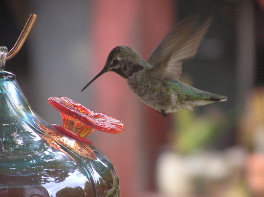 Humming Bird