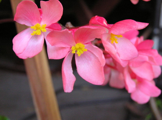 begonia flowers