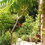 Garden_2007_032