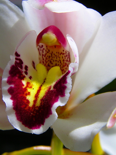 Cimbidium orchid