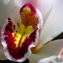 Cimbidium