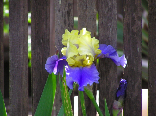 Iris on fence