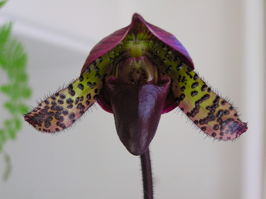 Lady slipper orchid