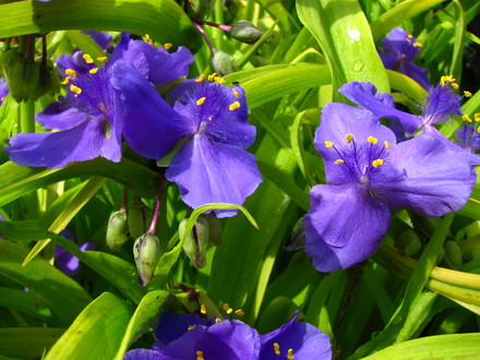 tradescantia 'sweet kate'