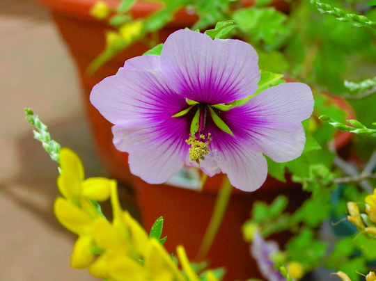 A garden flower photo