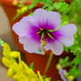 Peruvian_lily_055