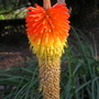 Peruvian_lily_008