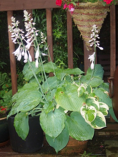 hostas in flower