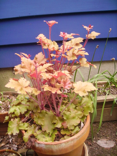 marmalade heuchera (Heuchera)