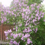 Pict0086
