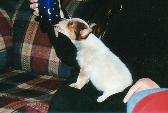 baby_Rexi.jpg