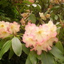 Pict0081