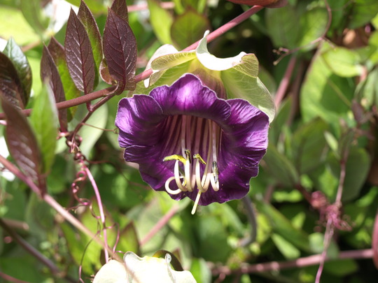 A garden flower photo (Cobaea scandens (Cup and saucer plant))