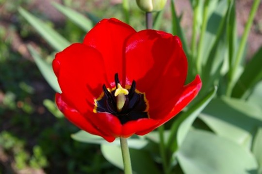 Red tulip close up (first flower to open) (Tulipa acuminata (Tulip))