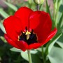 Tulipa acuminata