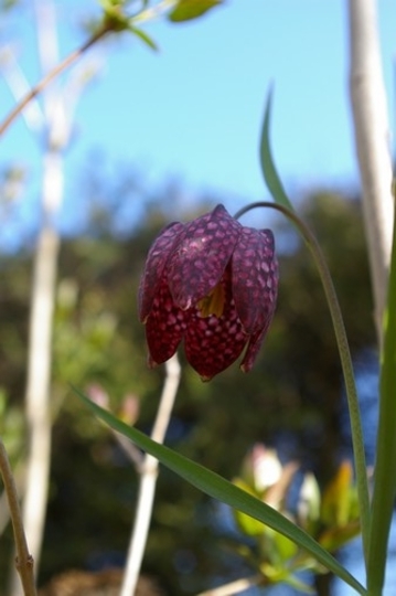 A garden flower photo (fritillar)