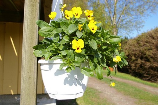 Pansies in hanging basket under balcony (Viola tricolor)