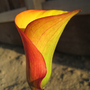 Red-yellowcalla