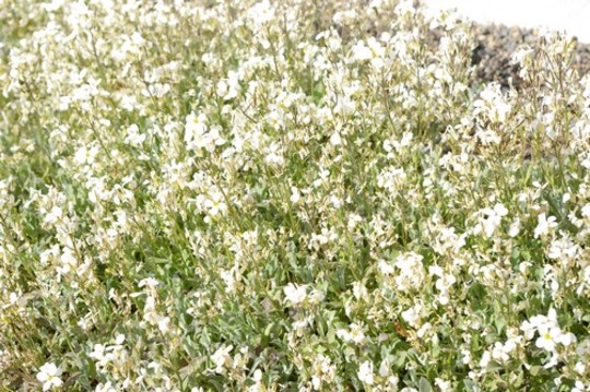 A garden flower photo (Arabis)