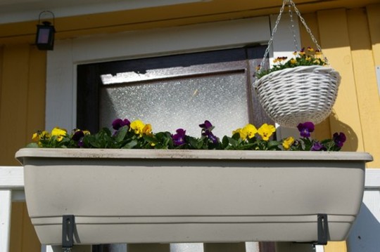 Window box and hanging basket on balcony (Viola tricolor)