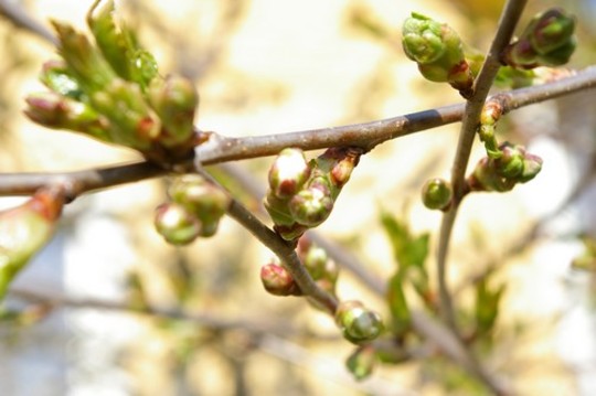 First cherry blossom. (Prunus cerasus (Cherry))