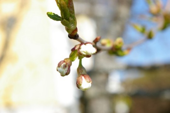A garden flower photo (Prunus cerasus (Cherry))