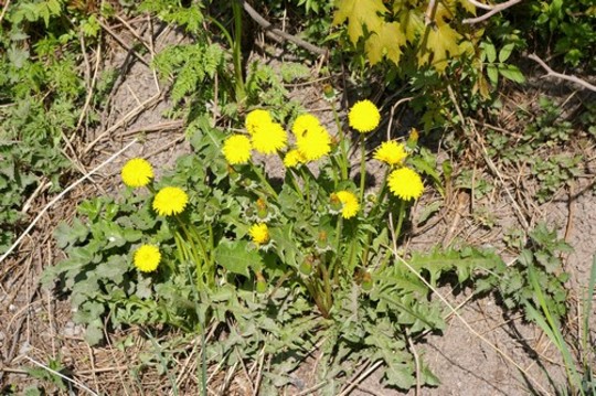 Growing near the christmas tree hedge (Taraxacum officinale (Dandelion))
