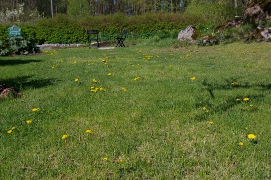 Growing in the lawn (Taraxacum officinale (Dandelion))