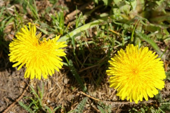 A garden flower photo (Taraxacum officinale (Dandelion))
