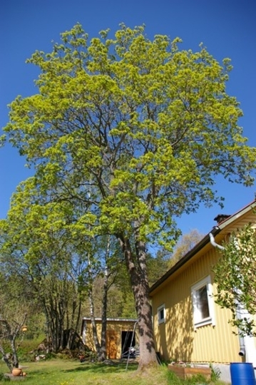 A garden flower photo (Acer pseudoplatanus)