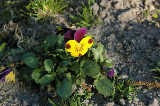In meadow (Viola tricolor)